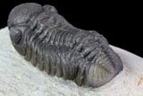 Bargain, Austerops Trilobite - Visible Eye Facets #119623-1